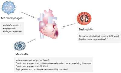 Regulation of Type 2 Immunity in Myocardial Infarction